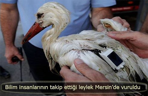 leylekvuruldu2016haber