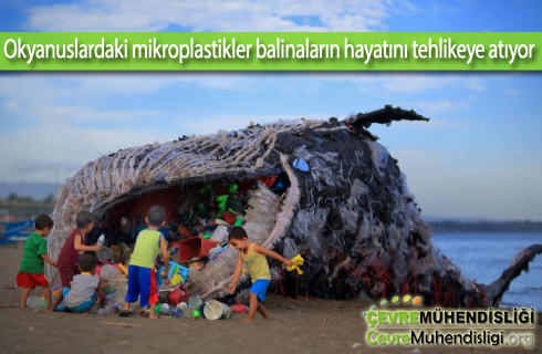 Okyanuslardaki-mikroplastikler-balinalarin-hayatini-etkiliyor-2018haber