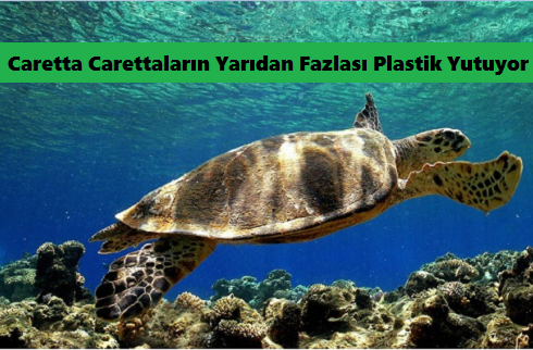 caretta caretta plastik yiyor 2018haber