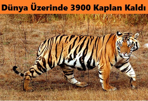 dunya-uzerinde-3900-kaplan-kaldi-2018haber