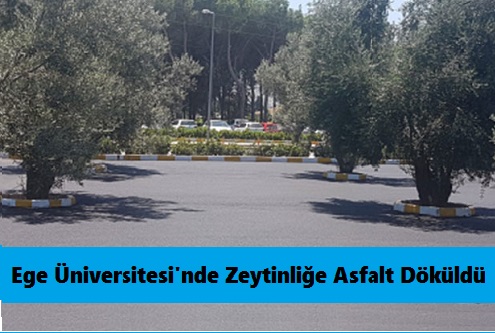 ege-universitesinde-zeytinlige-asfalt-dokuldu 2018haber