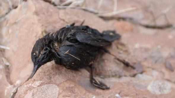 oltu-cevre-kirliligi-2018-1