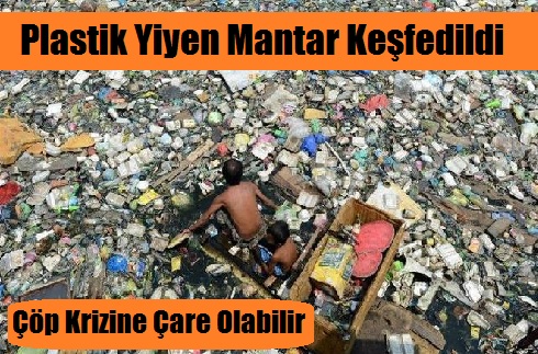 plastik-yiyen-mantar-kesfedildi-2018haber