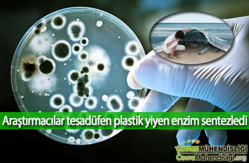 plastik yiyen bakteriler 2018haber