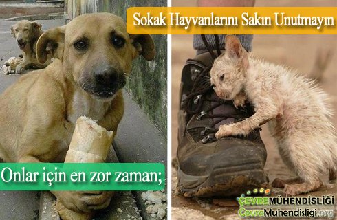 sokak hayvanlari 2018