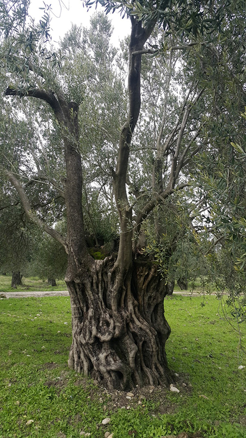 anit agaclar nisan 2019 1