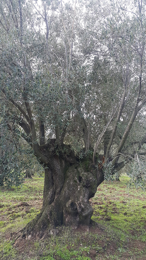 anit agaclar nisan 2019 2