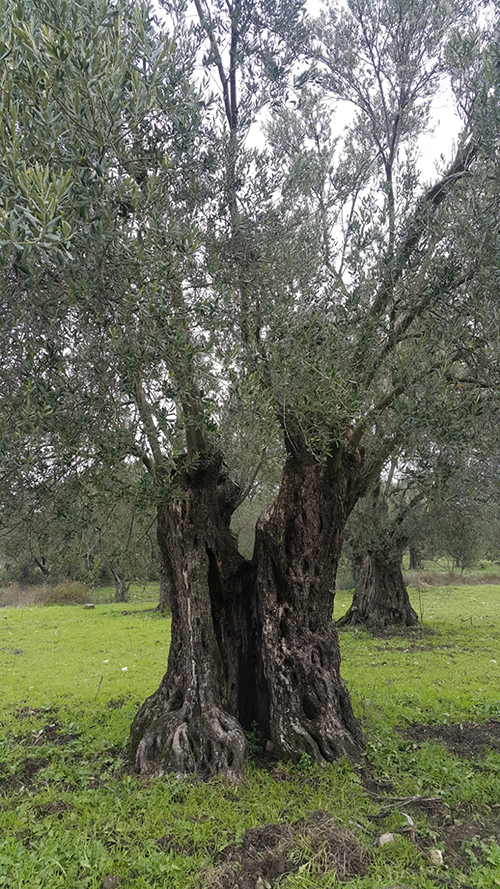 anit agaclar nisan 2019 3