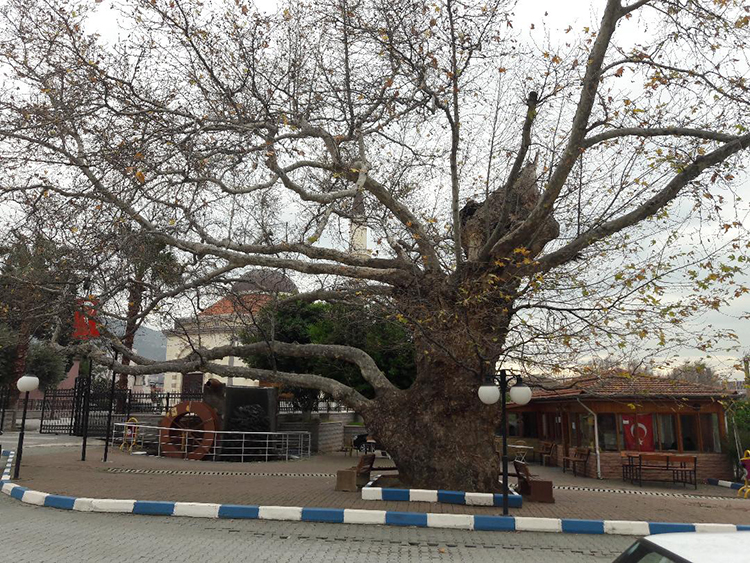 anit agaclar nisan 2019