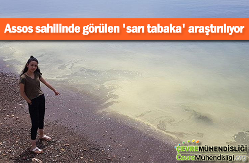 assos sahilinde sari tabaka 2019haber