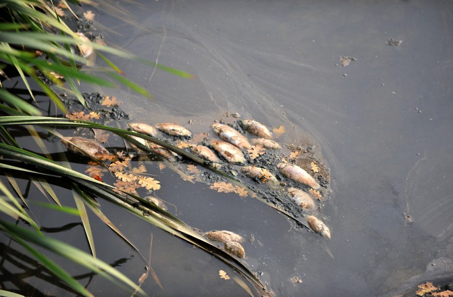 bursadaki balik olumleri devam ediyor 2