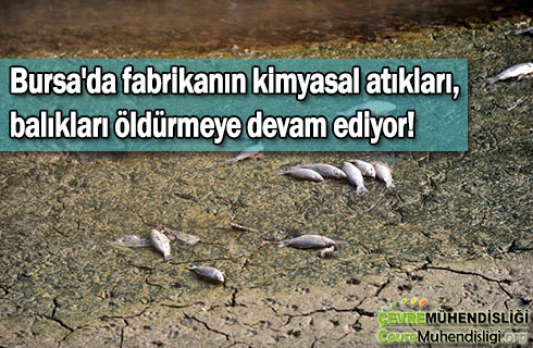 bursadaki balik olumleri devam ediyor 2019 haber