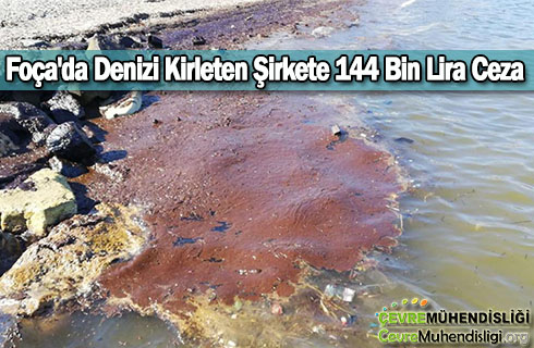 focada deniz kirliligi 2019haber