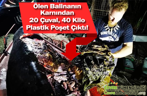 olen balinanin karnindan plastik cikti 2019 haber