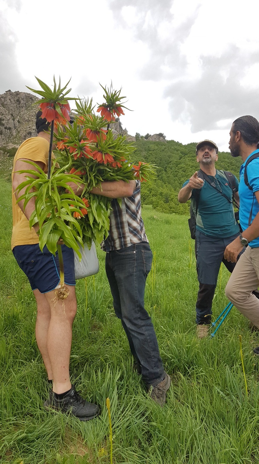 ters laleleri koparanlar