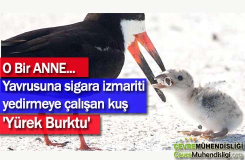 yavrusuna sigara izmariti yedirmeye calisan kus 2019 haber