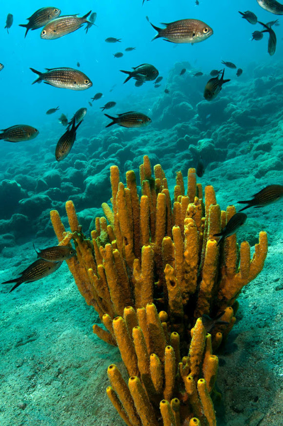 akcapinar sahilinin cop karnesi yayinlandi 2020 haber 1