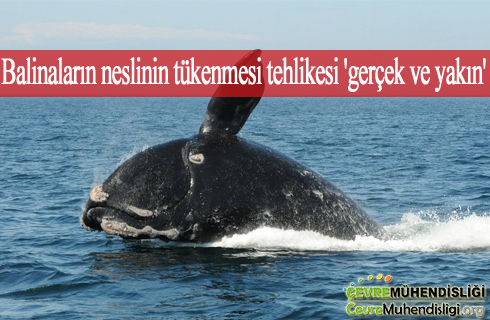 balinalarin neslinin tukenmesi tehlikesi 2020