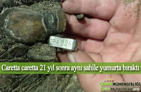 caretta caretta 21 yil sonra ayni sahile yumurta birakti