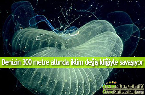 denizin altinda iklim degisikligi 2020