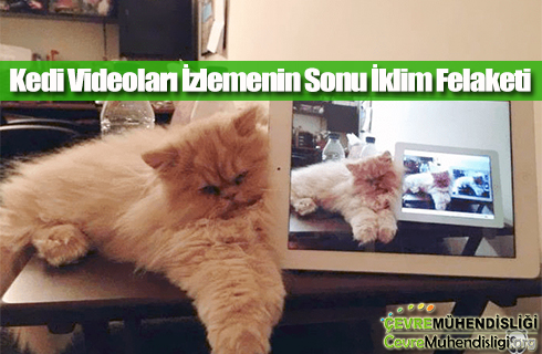 kedi videolari izlemenin sonu iklim felaketi 2020