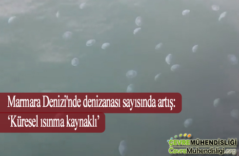 marmara denizinde denizanasi sayisinda artis 2020