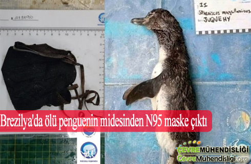 penguen midesinden maske cikti 2020