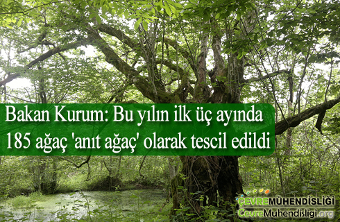 bakan kurum bu yilin ilk uc ayinda 185 agac anit agac olarak tescil edildi