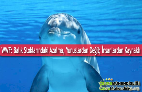 balik stoklarinda azalma yunuslardan kaynakli degil