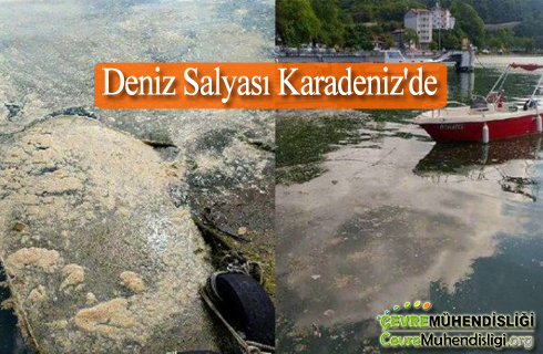 deniz salyasi karadenizde