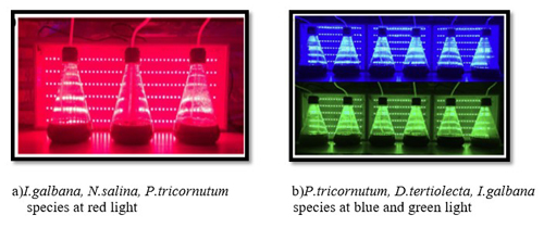 farkli mikroalg turlerinin uretiminin optimum isik rengiyle iliskisi