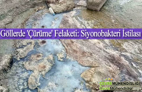 gollerde curume felaketi siyonobakteri istilasi