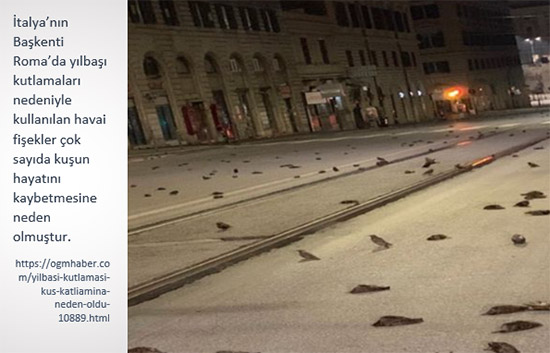 gorsel solen havai fiseklerin ardinda biraktigi zararlar 4