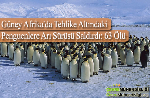 guney afrikada tehlike altindaki penguenlere ari surusu saldirdi