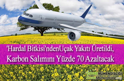 hardal bitkisinden ucak yakiti uretildi