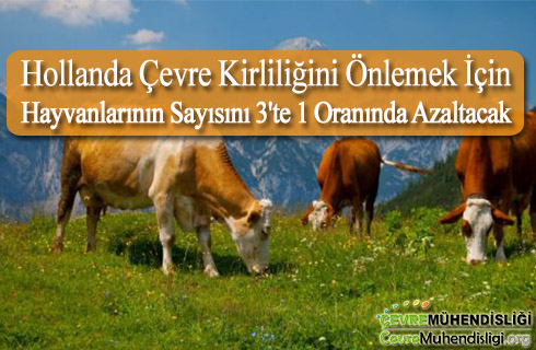 hollanda cevre kirliligini onlemek icin hayvanlarinin sayisini 3 te 1 oraninda azaltacak