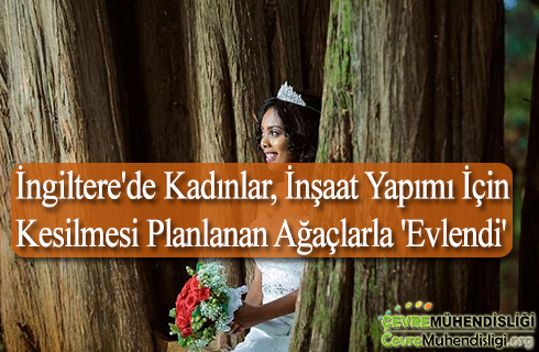 ingilterede kadinlar insaat yapimi icin kesilmesi planlanan agaclarla evlendi