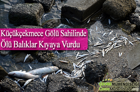 kucukcekmece golu sahilinde olu baliklar kiyiya vurdu