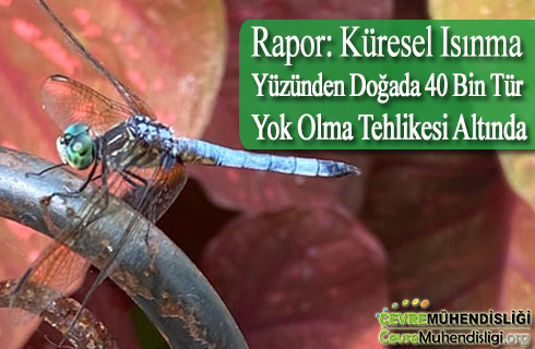 kuresel isinma nedeniyle turler yok olma tehlikesi altinda