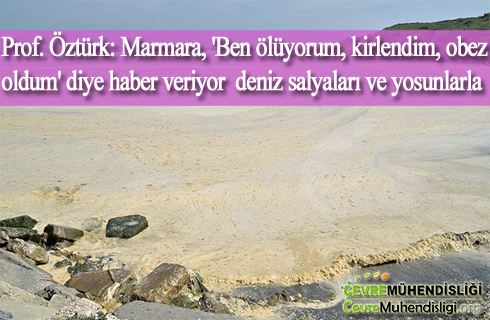 marmara denizinde deniz salyalari