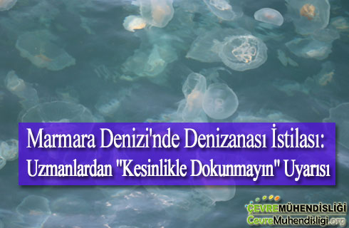 marmara denizinde denizanasi istilasi