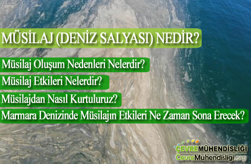 musilaj deniz salyasi makale
