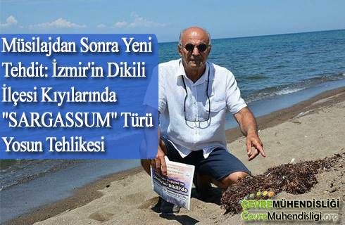 musilajdan sonra yeni tehdit izmir dikili ilcesi kiyilarinda sargassum turu yosun tehlikesi