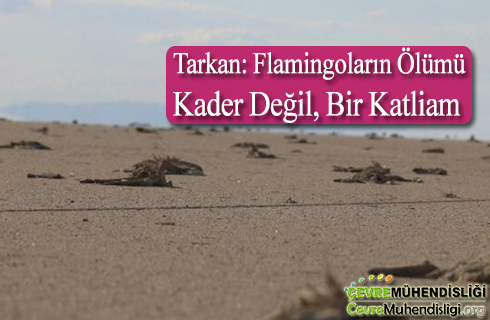 tarkan flamingolarin olumu kader degil bir katliam