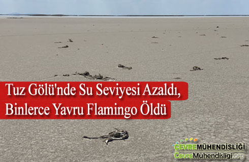 tuz golunde su seviyesi azaldi binlerce yavru filamingo oldu