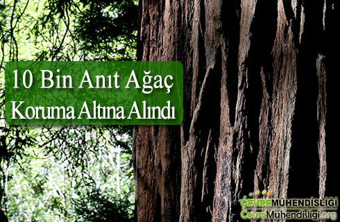 10 bin anit agac koruma altina alindi