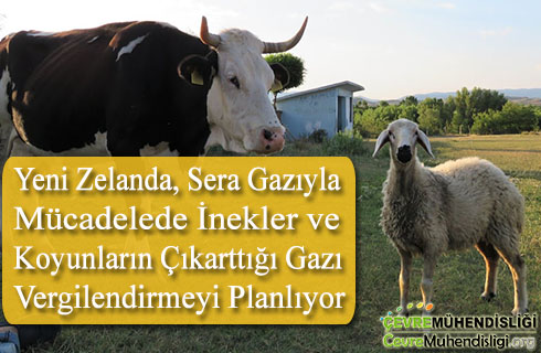 inek ve koyunlarin gazina vergi geliyor