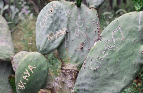 olimpos antik kenti kaktus tahribati 1