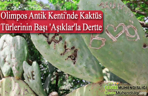 olimpos antik kenti kaktus tahribati