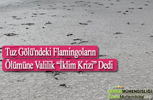 tuz golundeki flamingolarin olumune sebep iklim krizi